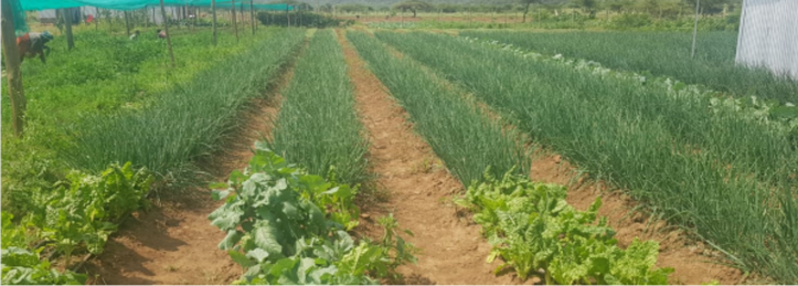 Boreholes & Solar Farming